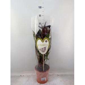 Anthurium andr. 'Beauty Black'