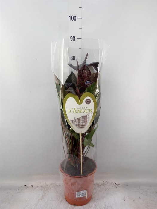 <h4>Anthurium andr. 'Beauty Black'</h4>