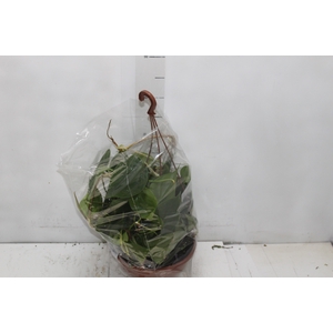 PHILODENDRON SCANDENS C21 PENDENTE