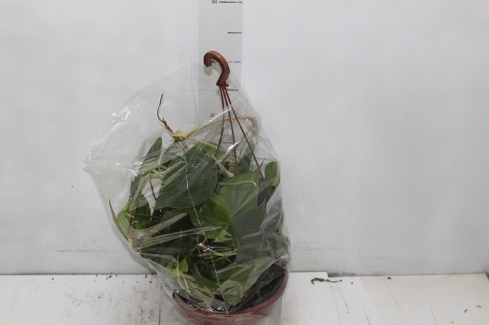 <h4>PHILODENDRON SCANDENS C21 PENDENTE</h4>