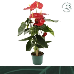 Anthurium (Andreanum Grp) Oregon