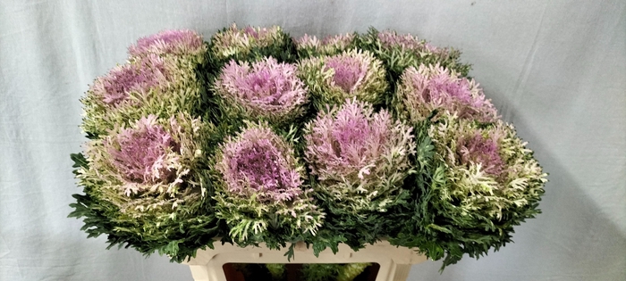 <h4>BRASS CRANE KING</h4>