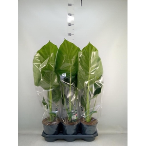 Alocasia macrorrhizos