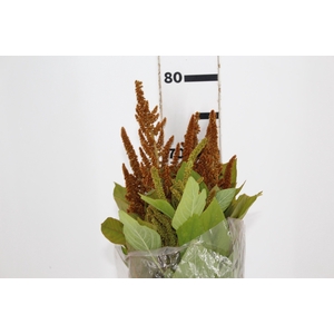 AMARANTHUS DOURADO 070 CM