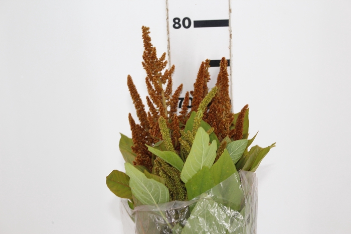 AMARANTHUS DOURADO 070 CM