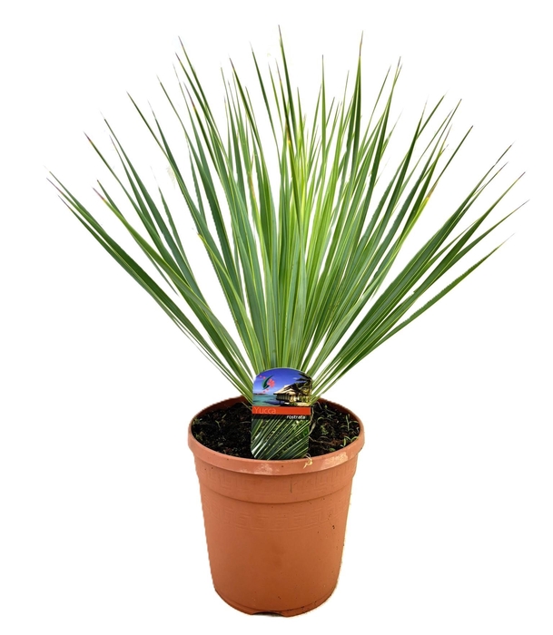 <h4>Yucca rostrata</h4>