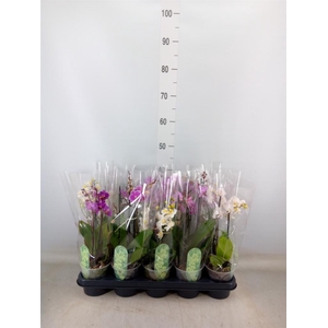 Phalaenopsis multi.   ...mix  4