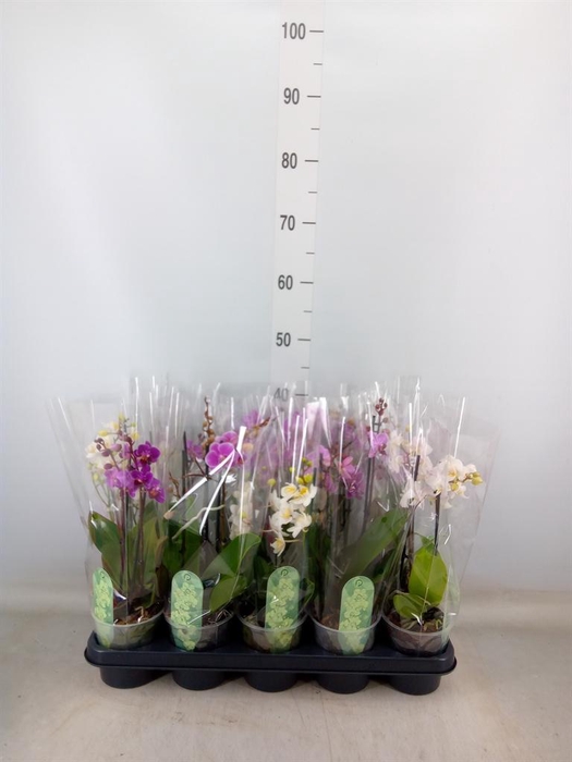 <h4>Phalaenopsis multi.   ...mix  4</h4>