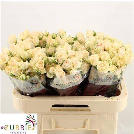 <h4>R Tr Sancerre</h4>