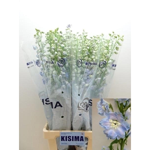 Delph Magic Fountains Skyblue Kisima