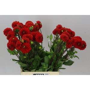 Dahlia Salsa