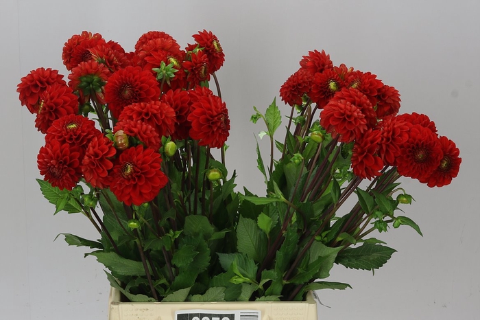 <h4>Dahlia Salsa</h4>