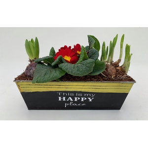 Primula Zink Rechthoek (Hya & Tete)