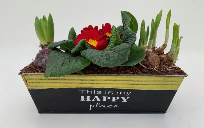 <h4>Primula Zink Rechthoek (Hya & Tete)</h4>