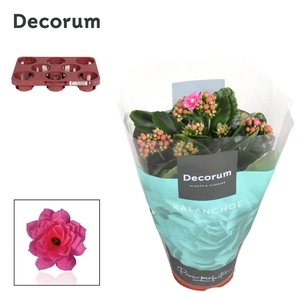 Kalanchoe Decorum - Pink