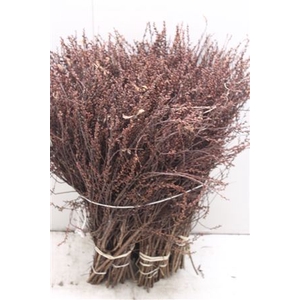 Myrica Gale