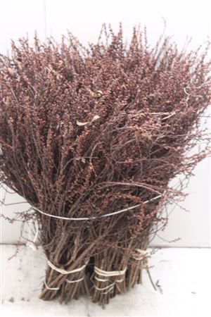 <h4>Myrica Gale</h4>