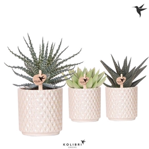 Kolibri Greens Succulenten mix in Diamond Pearl pot travertine