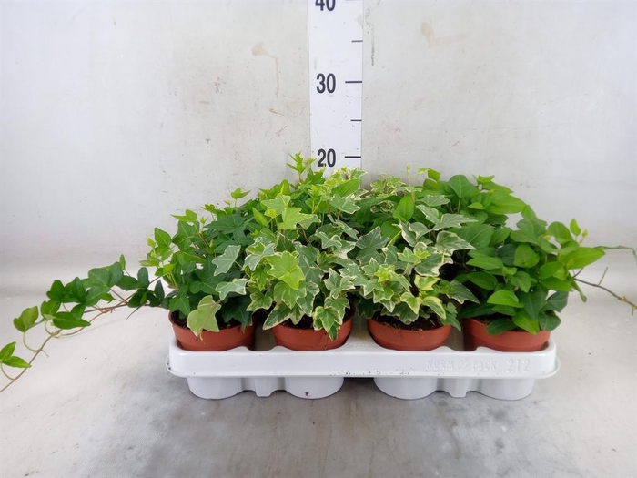 <h4>Hedera ...mix</h4>