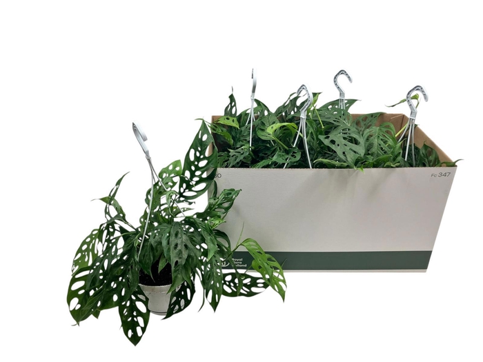 <h4>MONSTERA ADANSONII</h4>