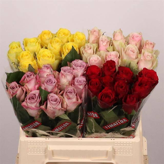 <h4>R GR GEM IN FUST</h4>