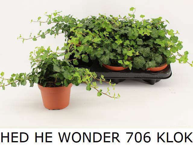 HED HE WONDER