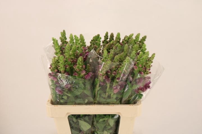 <h4>ANTIR POTO CRIMSON</h4>