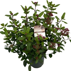 Viburnum tinus 'Gwenllian' sense C5