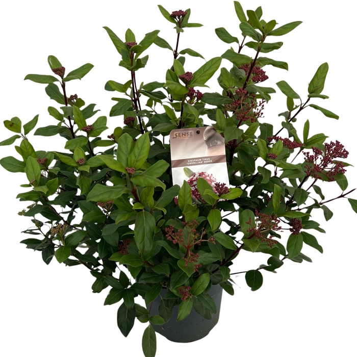 <h4>Viburnum tinus 'Gwenllian' sense C5</h4>