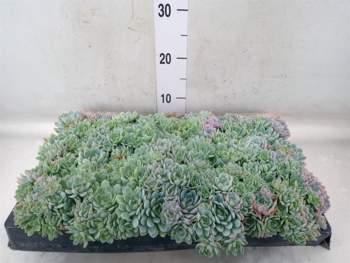 <h4>Echeveria   ...</h4>