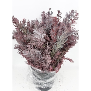 Mimosa Baleana Fiorita Red