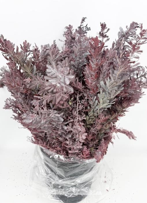 <h4>Mimosa Baleana Fiorita Red</h4>