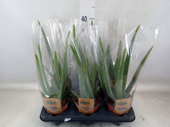 <h4>Aloe vera</h4>