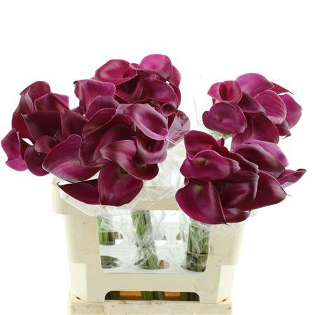 <h4>Zant Sumatra Burgundy</h4>
