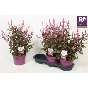 CEL WILD PINK