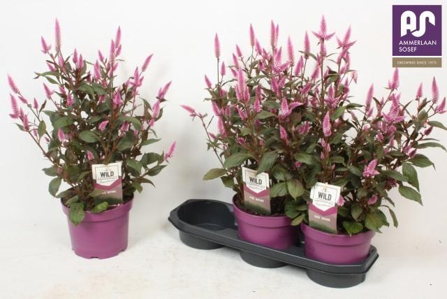 <h4>CEL WILD PINK</h4>