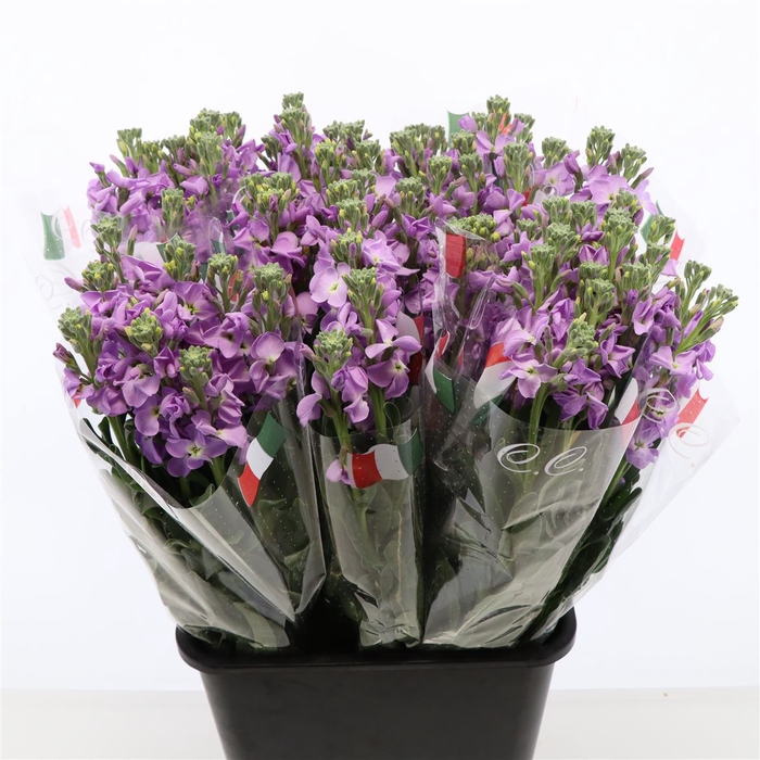 <h4>Matthiola Iron Marine</h4>