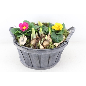 arr4 Primula PL - Hout grijs ton oor XL