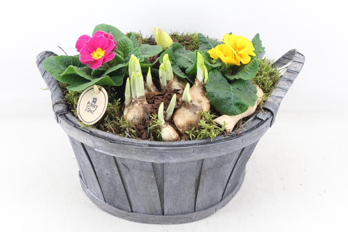 <h4>arr4 Primula PL - Hout grijs ton oor XL</h4>