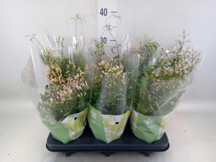 <h4>Jasminum polyanthum</h4>