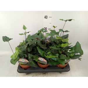 Hemionitis arifolia