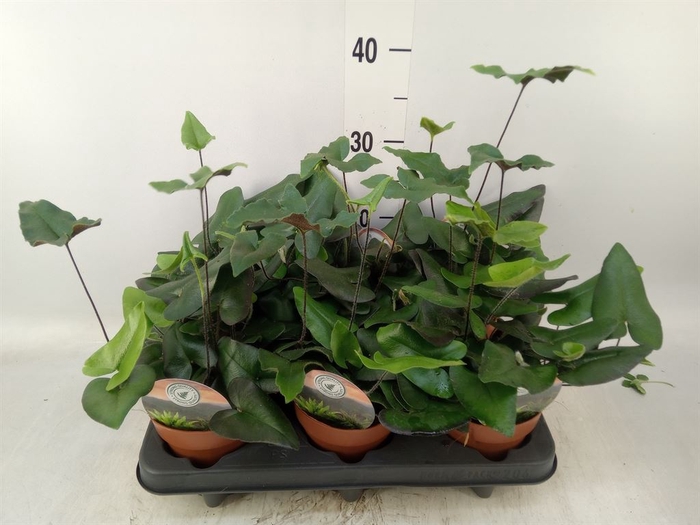 <h4>Hemionitis arifolia</h4>