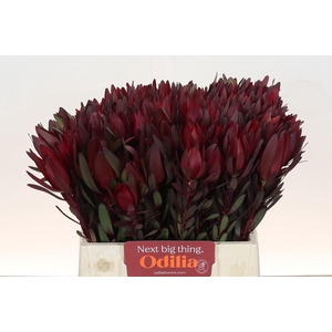 Leucadendron Saf Sunset Dark R.