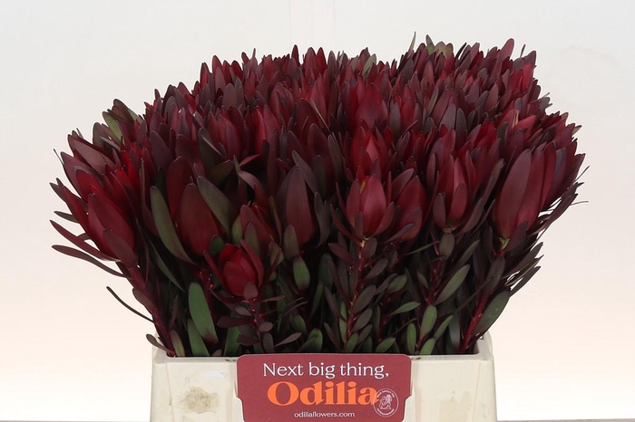 <h4>Leucadendron Saf Sunset Dark R.</h4>