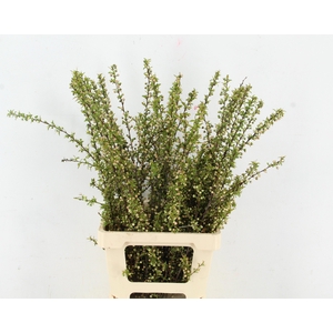 PRUNUS GLANDULOSA ALBA VERTAKT 080CM