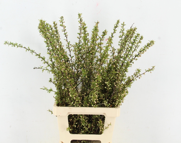 <h4>PRUNUS GLAND VERTAKT</h4>