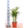 Dypsis Lutescens 20pp P17