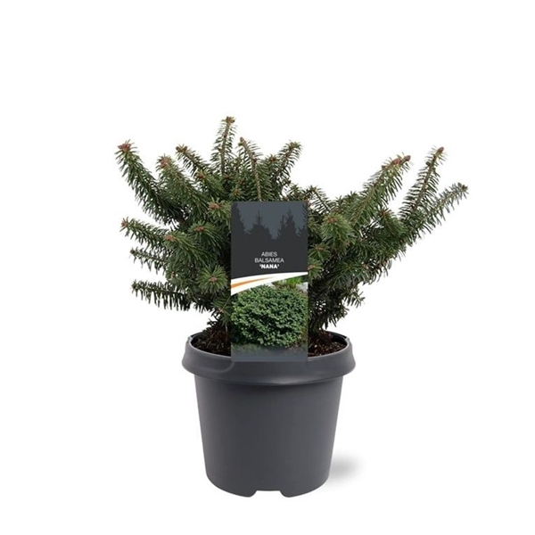 <h4>Abies balsamea 'Nana'</h4>