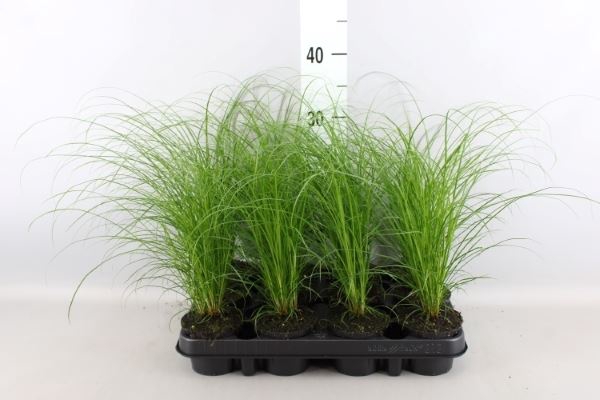 <h4>Carex brunnea</h4>