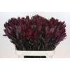 Leucadendron Saf Sunset Dark R.